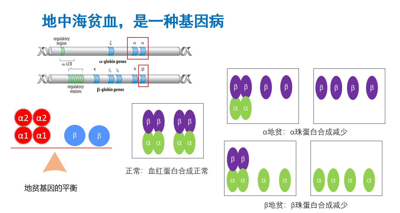 1791528809559759.png 地中海贫血-基因病.png